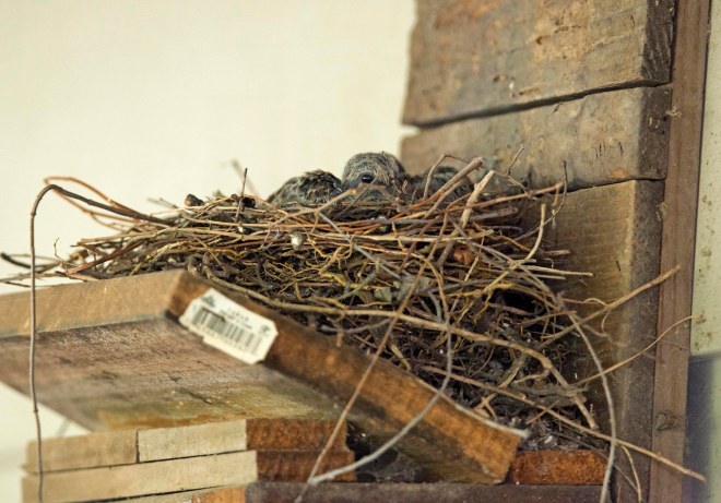 Mourning_dove_Baby_DSC_1255