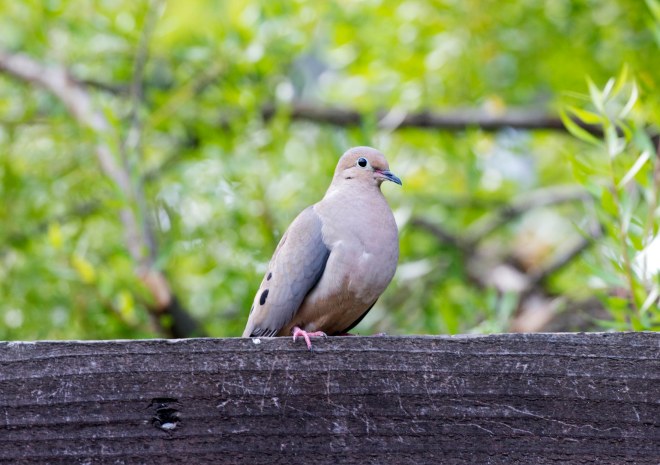 Mourning_Dove_Watchful_DSC_1973