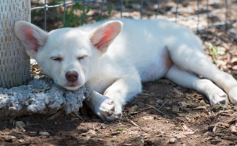 Wordless Wednesday: Getting&nbsp;Sleepy