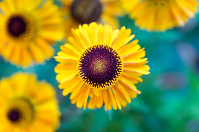 Rudbeckia_DSC_2386