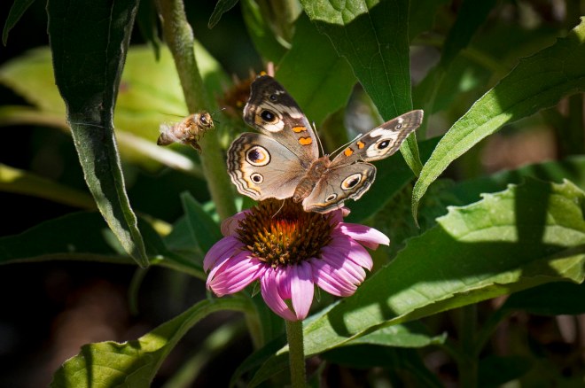 Bee-Butterfly_DSC_2948