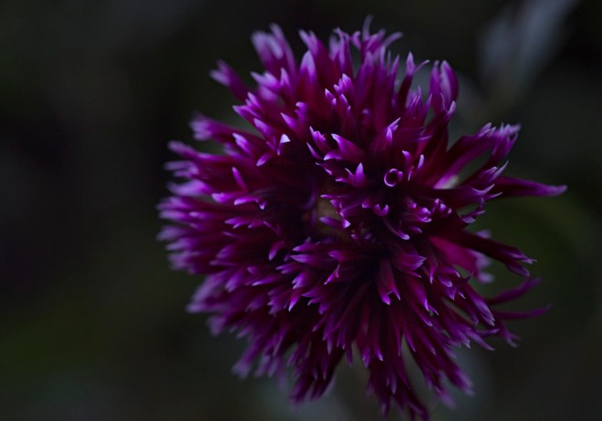 Dahlia_DSC_3637