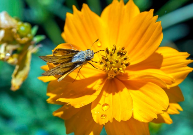 Fiery Skipper_Butterfly_DSC_2584
