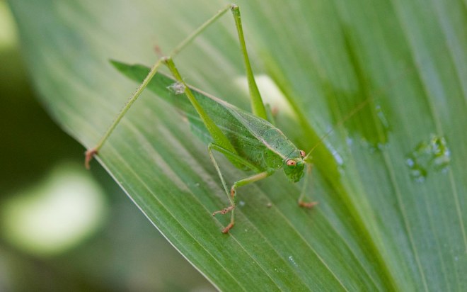 Grasshopper_DSC_2571