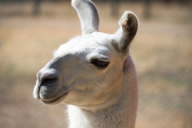 Llama_DSC_1773