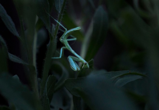 Praying Mantis_DSC_3641