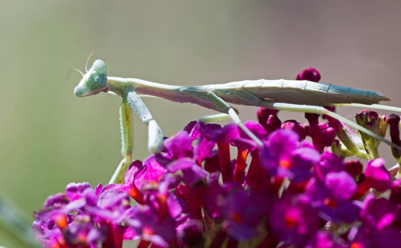 Wordless Wednesday: Who You Looking&nbsp;At?
