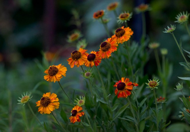 Rudbeckia_DSC_3651