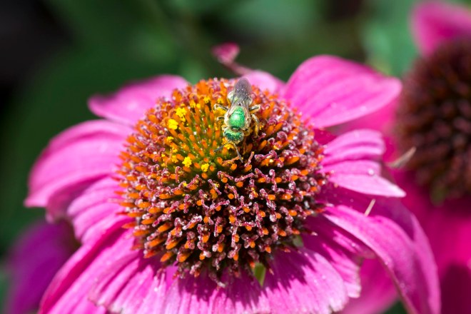 Sweat Bee_DSC_2533