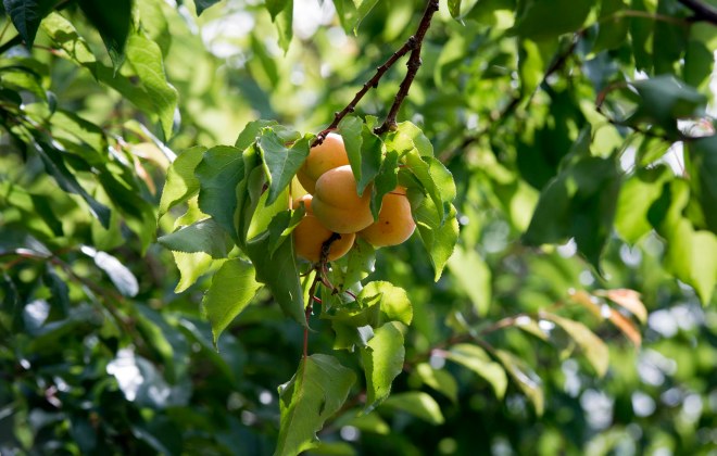 Apricots_DSC_0606