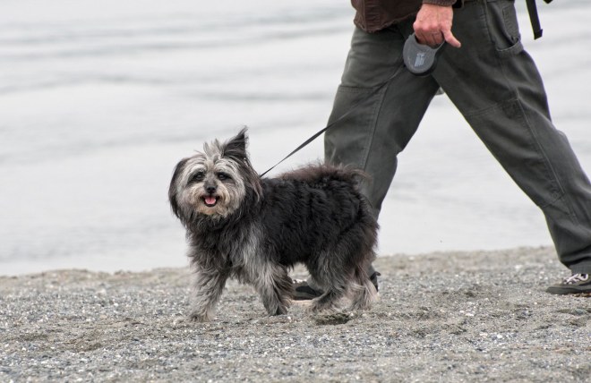 Beach_Dog_DSC_1241