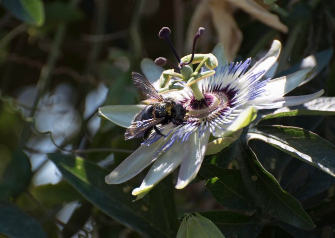 Bee_Passionflower_DSC_0154