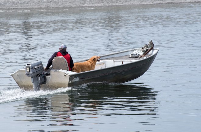 Boat-Dog_DSC_1518
