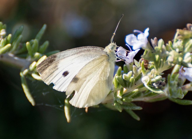 Butterfly_DSC_0089