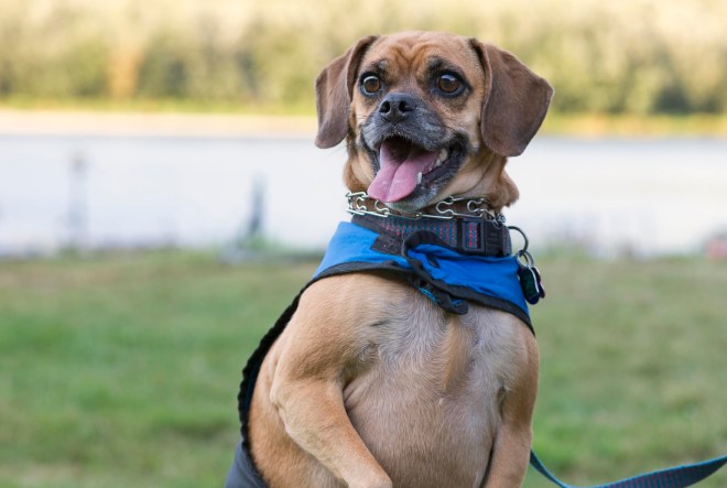 Dancing Dog_DSC_5130