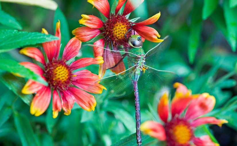 Wordless Wednesday: Hanging By A&nbsp;Petal