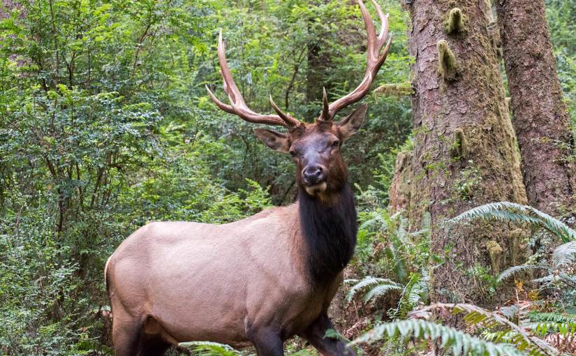 Wordless Wednesday: On The&nbsp;Trail…