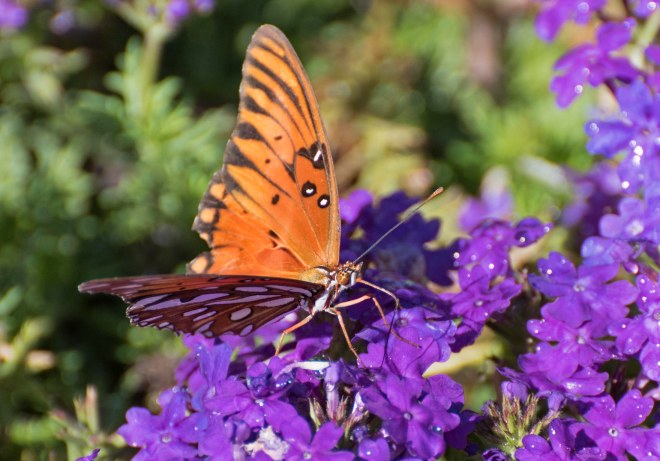 Gulf Frit_Butterfly_DSC_0082