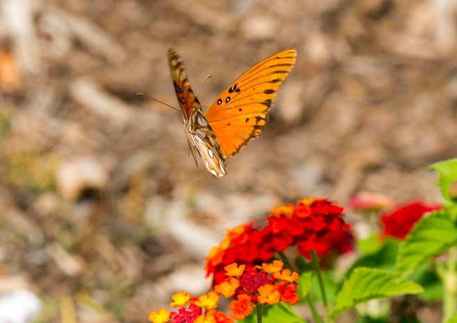 Gulf Frit_Butterfly_DSC_4569
