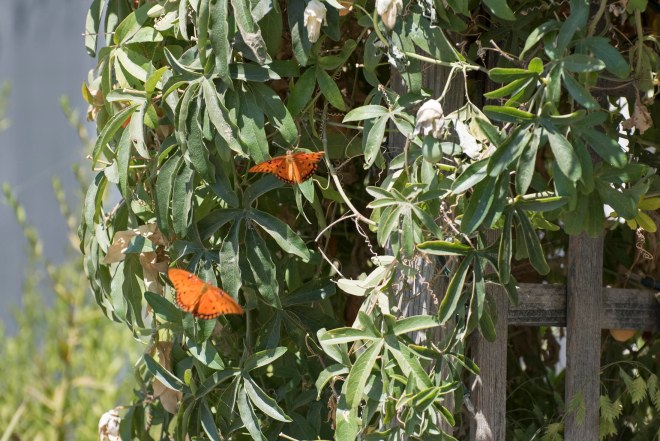 Gulf Frit_Passionflower_DSC_0249