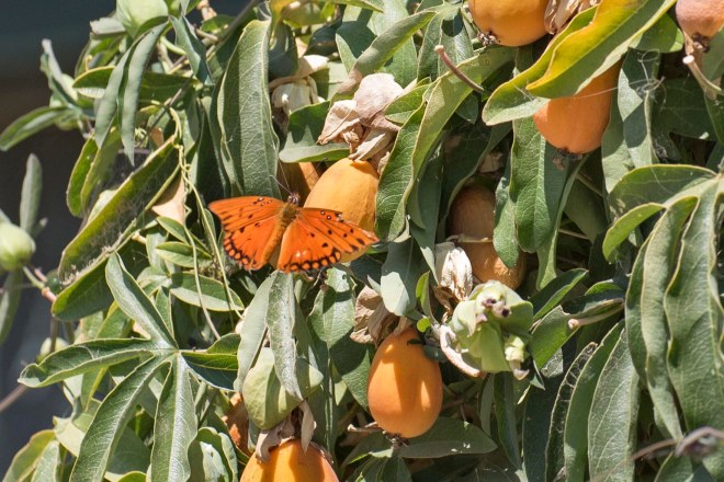 Gulf Frit_Passionflower_DSC_0253