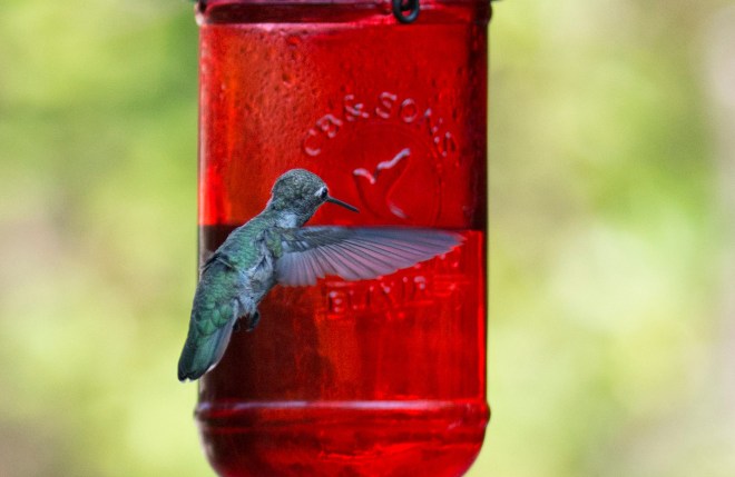 Hummingbird_DSC_4756