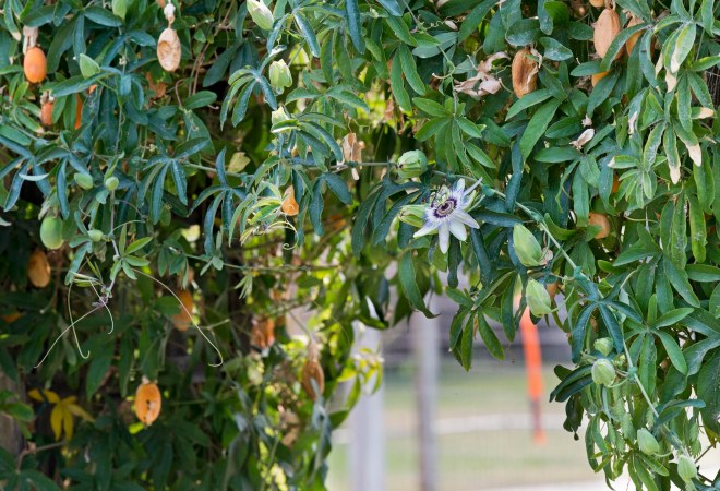 PassionFlower_DSC_4575