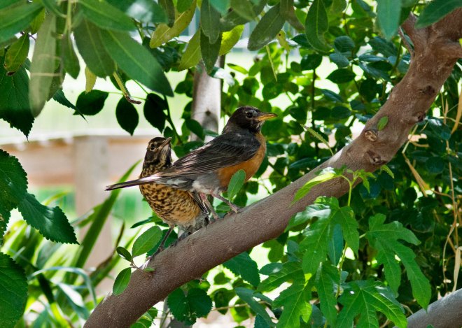 Robins_DSC_4810