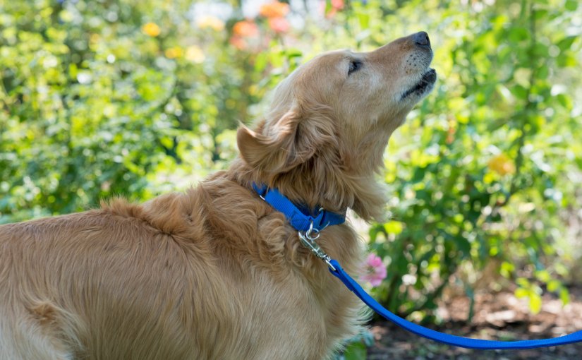 Wordless Wednesday: Karaoke&nbsp;Star