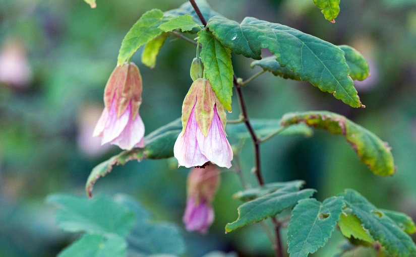 Wordless Wednesday: Aubutilon