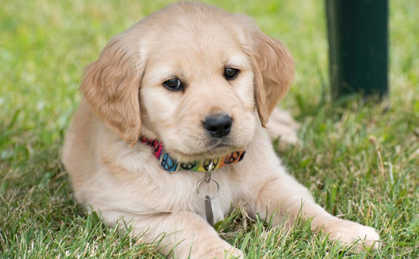 Big Paws To&nbsp;Fill