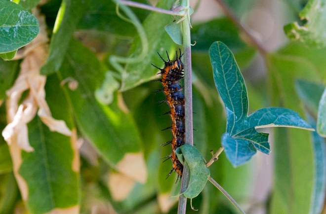 Fritillary Caterpillar_DSC_5569