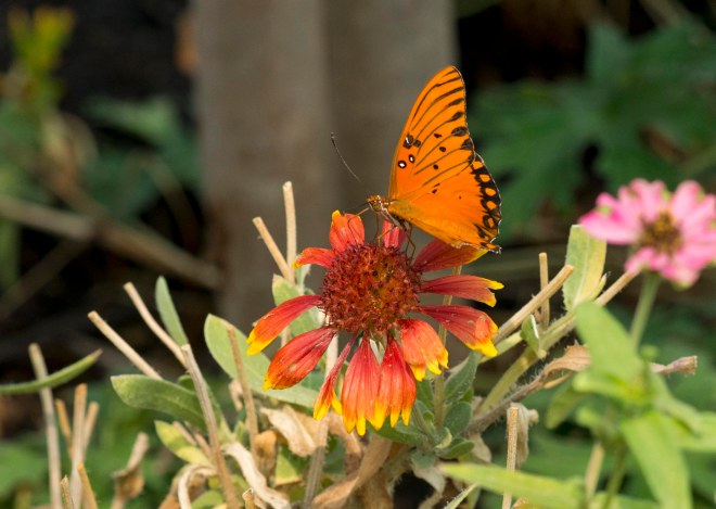 Fritillary_Butterfly_DSC_5972