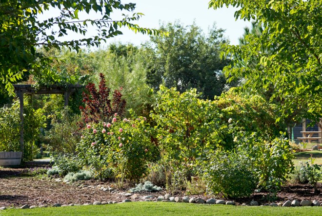 Garden_EarlySept_DSC_5331