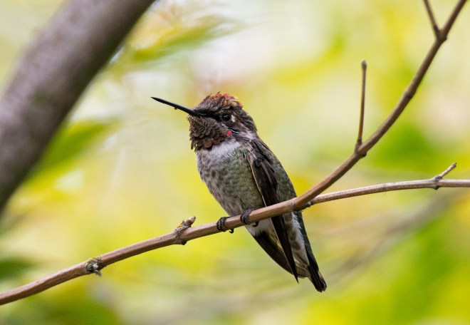 Hummingbird_DSC_6016