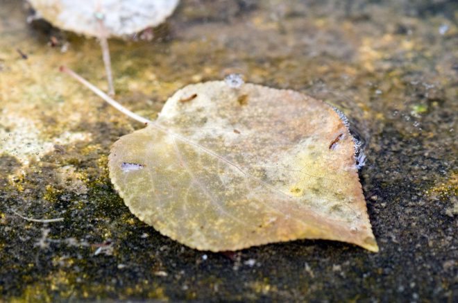 Leaf_Submerged_Detail_DSC_6007