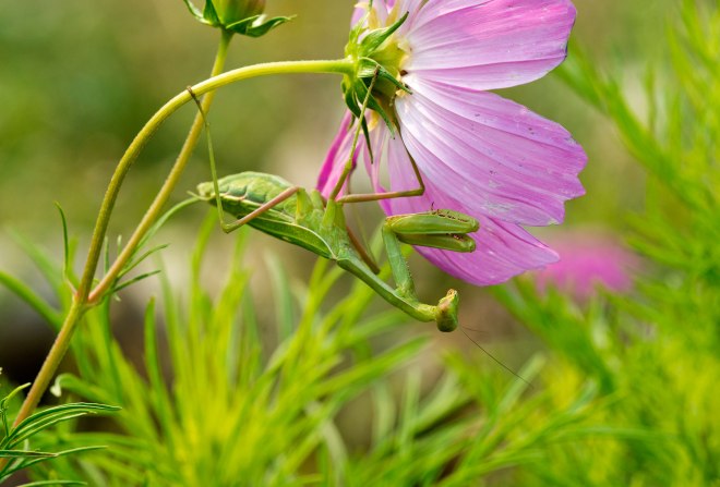 Praying-Mantis_DSC_5865