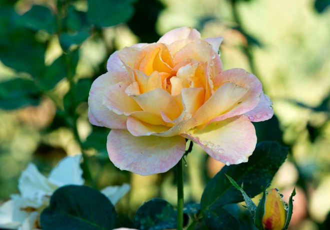 Rose_DSC_6232