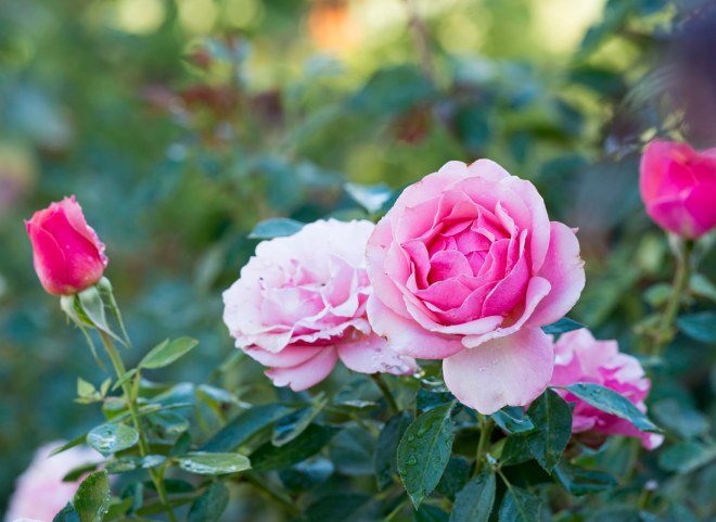 Roses_DSC_6236