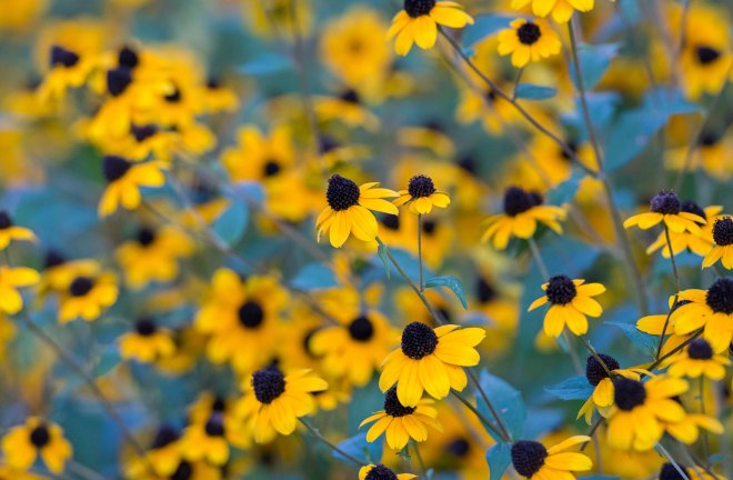 Rudbeckia_DSC_5667
