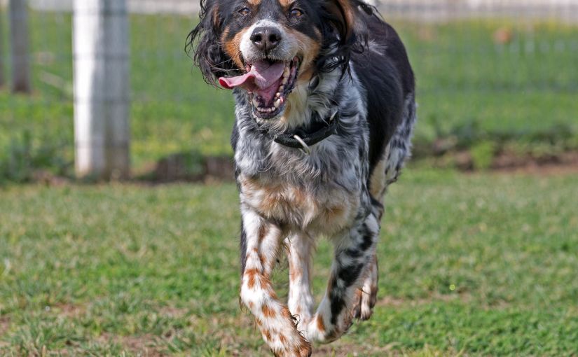 A Letter To&nbsp;Shasta