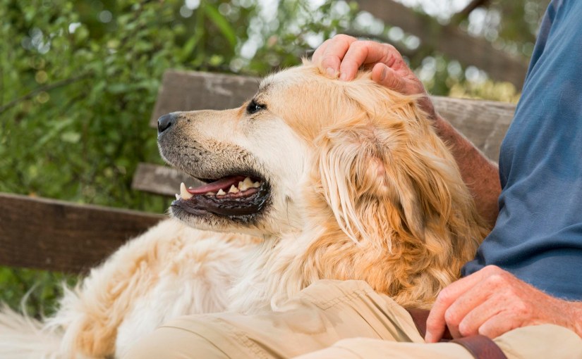 It’s All About The&nbsp;Dogs