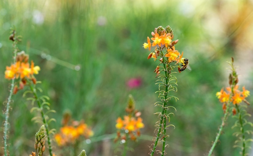 Bulbine Bee