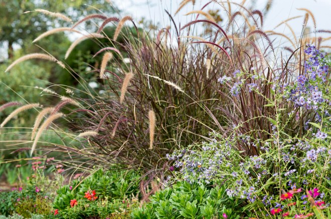Fountain Grass_DSC_7440