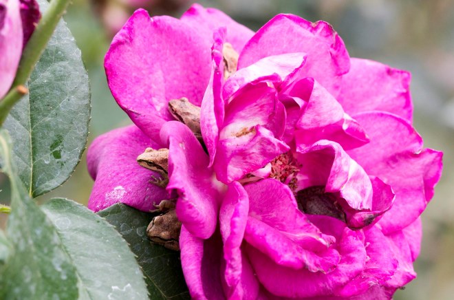 Frog Petals_DSC_7078