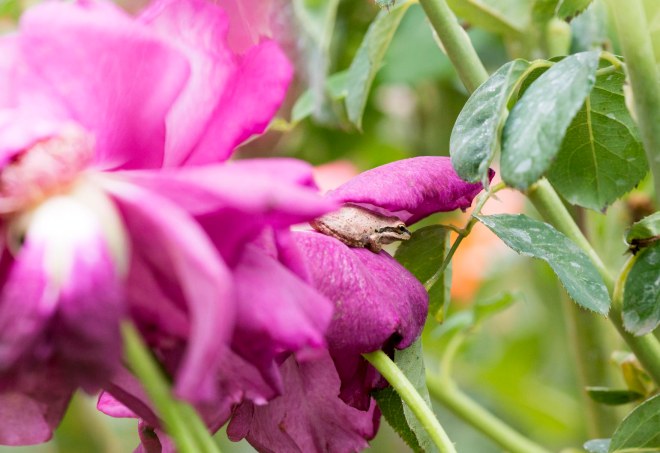 Frog_Petals_DSC_7088