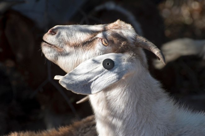 Goat_DSC_2367