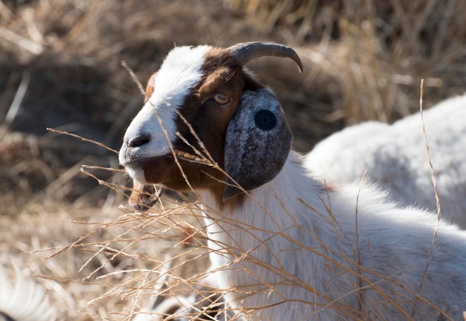 Goat_DSC_2379