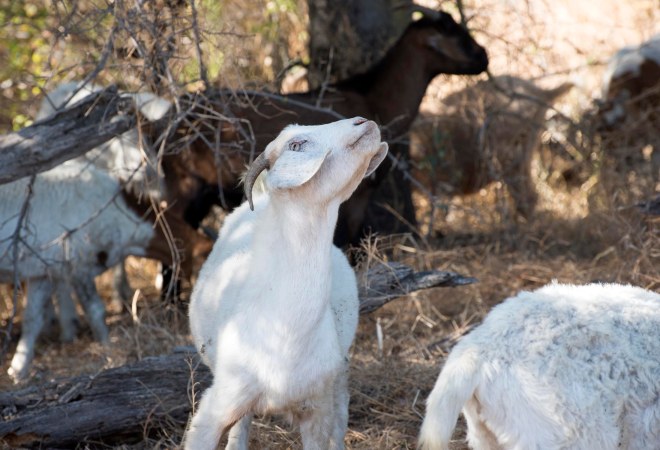Goat_DSC_2391