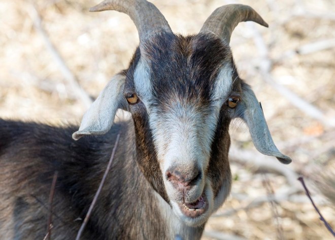Goat_DSC_7317